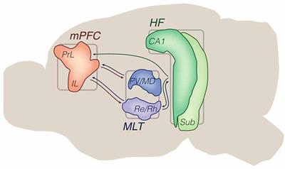 Input Convergence, Synaptic Plasticity and Functional Coupling Across Hippocampal-Prefrontal-Thalamic Circuits